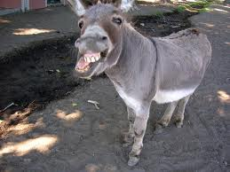 donkey