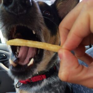BJ Nemeth dog Brisco eats McDonalds