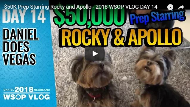 Negreanu puppies Rocky Apollo