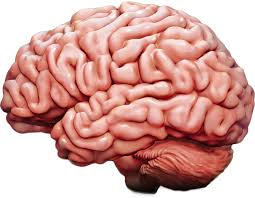 brain